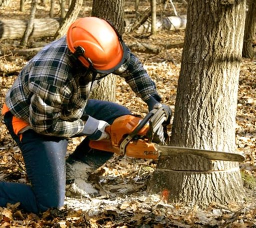 Tree Removal in Wrightstown, NJ